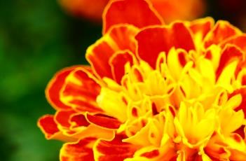 孔雀草的繁殖方法