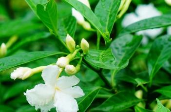 狗牙花 狗牙花的寓意和象征