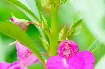 凤仙花的种植方法（茶花凤仙花的种植方法）