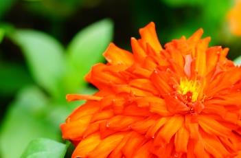 百日菊的养殖方法（百日菊养殖方法和注意事项）