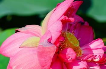 荷花的象征意义