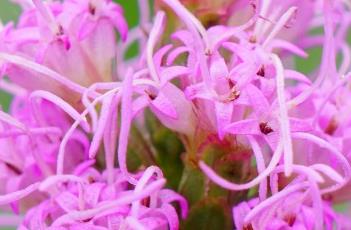 蛇鞭菊 蛇鞭菊