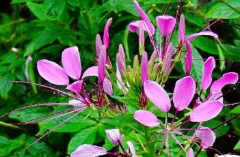 醉蝶花的播种方法 醉蝶花的播种方法