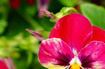 三色堇冬天开花的方法