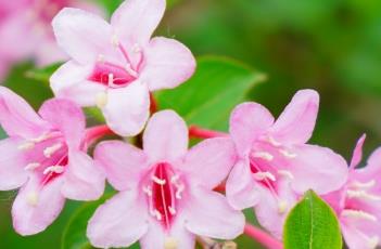 锦带花（锦带花耐寒多少度）