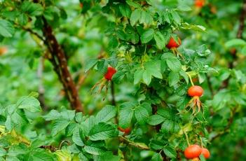 玫瑰种子繁殖方法