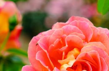 月季花水培的方法（月季花怎样水培）