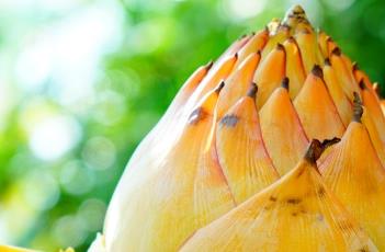 地涌金莲 地涌金莲的养殖方法和注意事项