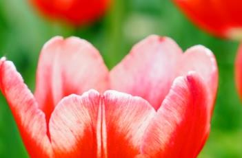 盆栽郁金香的养殖方法