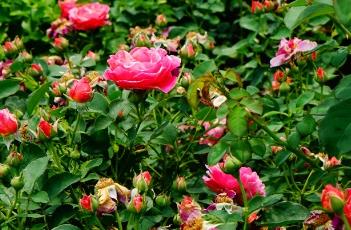 StrawberriesAndCream月季