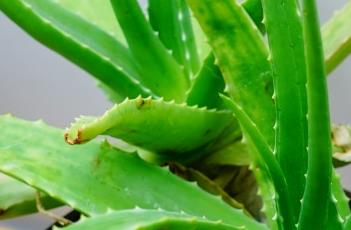 药用芦荟（药用芦荟的用途与用法）