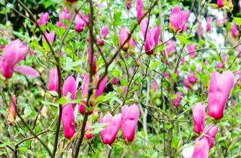 紫玉兰的施肥方法