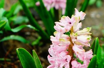 风信子的养殖方法