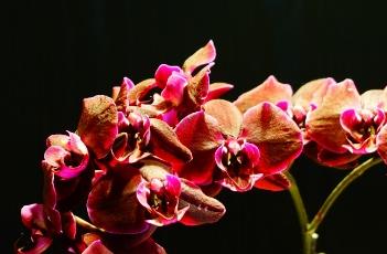 蝴蝶兰花期养护方式