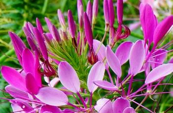 醉蝶花的栽培技术