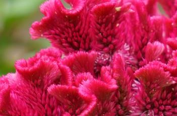 鸡冠花怎么浇水