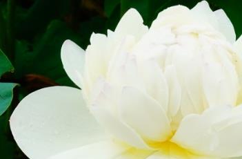 枇杷橙（枇杷橙子汁）