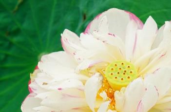 荷花的栽培技术