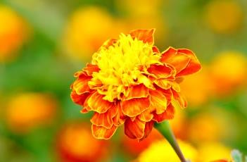 孔雀草的养殖方法