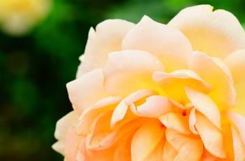 月季花的养殖方法