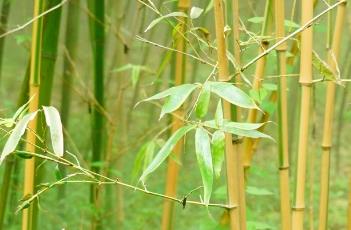 金明竹 金明竹