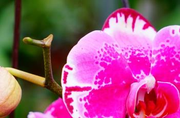 蝴蝶兰的气生根怎么办