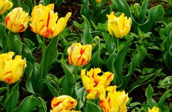 德克萨斯郁金香