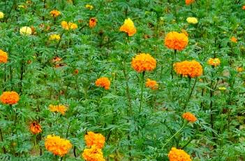 盆栽万寿菊的养护方法