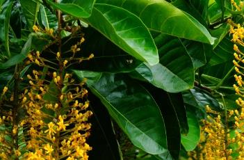 垂序金虎尾 垂絮金虎尾