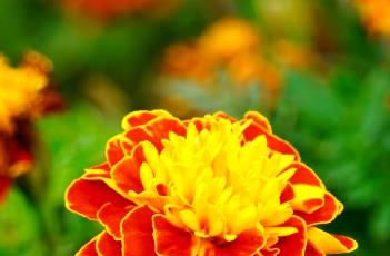 孔雀草的养殖方法