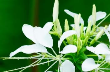 醉蝶花的播种方法 醉蝶花播种方法和时间