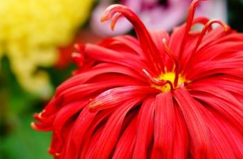 菊花不开花的原因