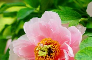 牡丹花的栽培技术