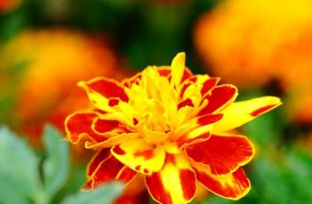 孔雀草的繁殖方法