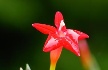 茑萝松的生长习性