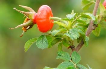 玫瑰的繁殖方法