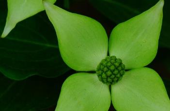 四照花（四照花果）