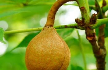 日本七叶树（日本七叶树的果实能吃吗）