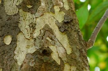 豹皮樟 豹皮樟泡酒功效