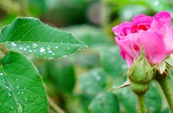 RobertleDiable蔷薇