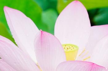 佛见笑 佛见笑的花语