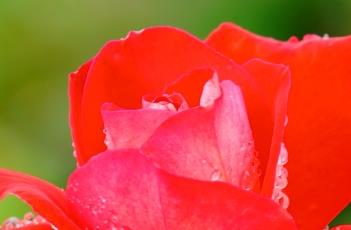 月季花水培的方法