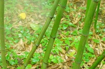 对花竹