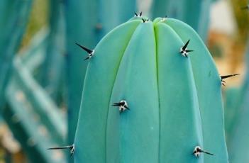 龙神柱 宝可梦龙神柱