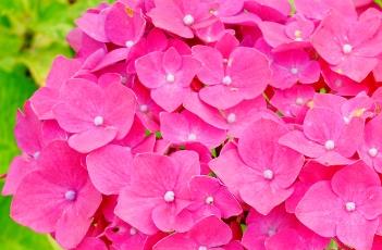 绣球花的繁殖方法