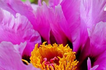 牡丹花花期怎么施肥 牡丹花花期怎么施肥