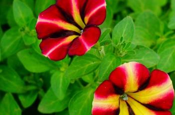 百万小铃的养殖方法