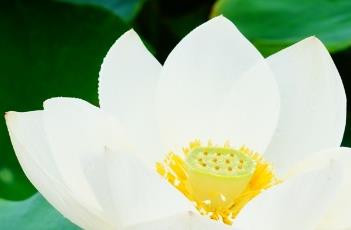 奔月