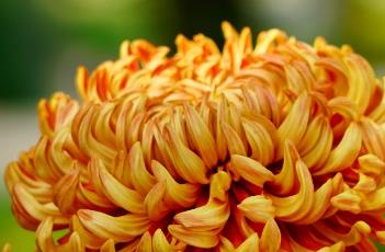 菊花的生长特性 菊花的生长特性