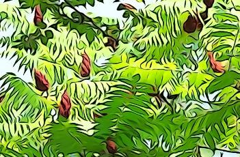 火炬树